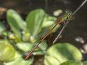 Telebasis isthmica (Green-eyed Firetail) male.jpg